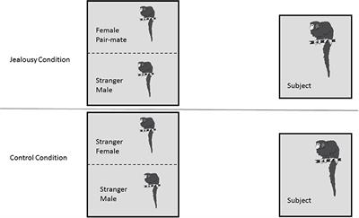 Imaging, Behavior and Endocrine Analysis of “Jealousy” in a Monogamous Primate